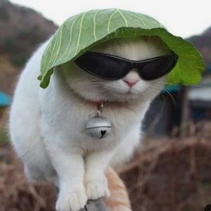 Meet your Posher, Rene